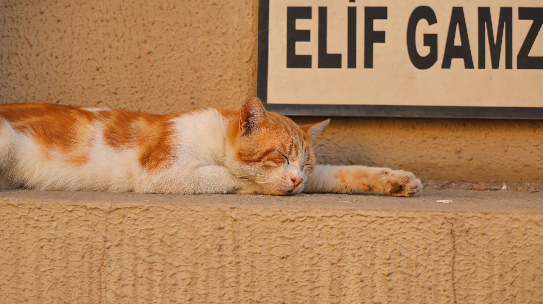 Signs Your Cat Has Eaten Something Contaminated