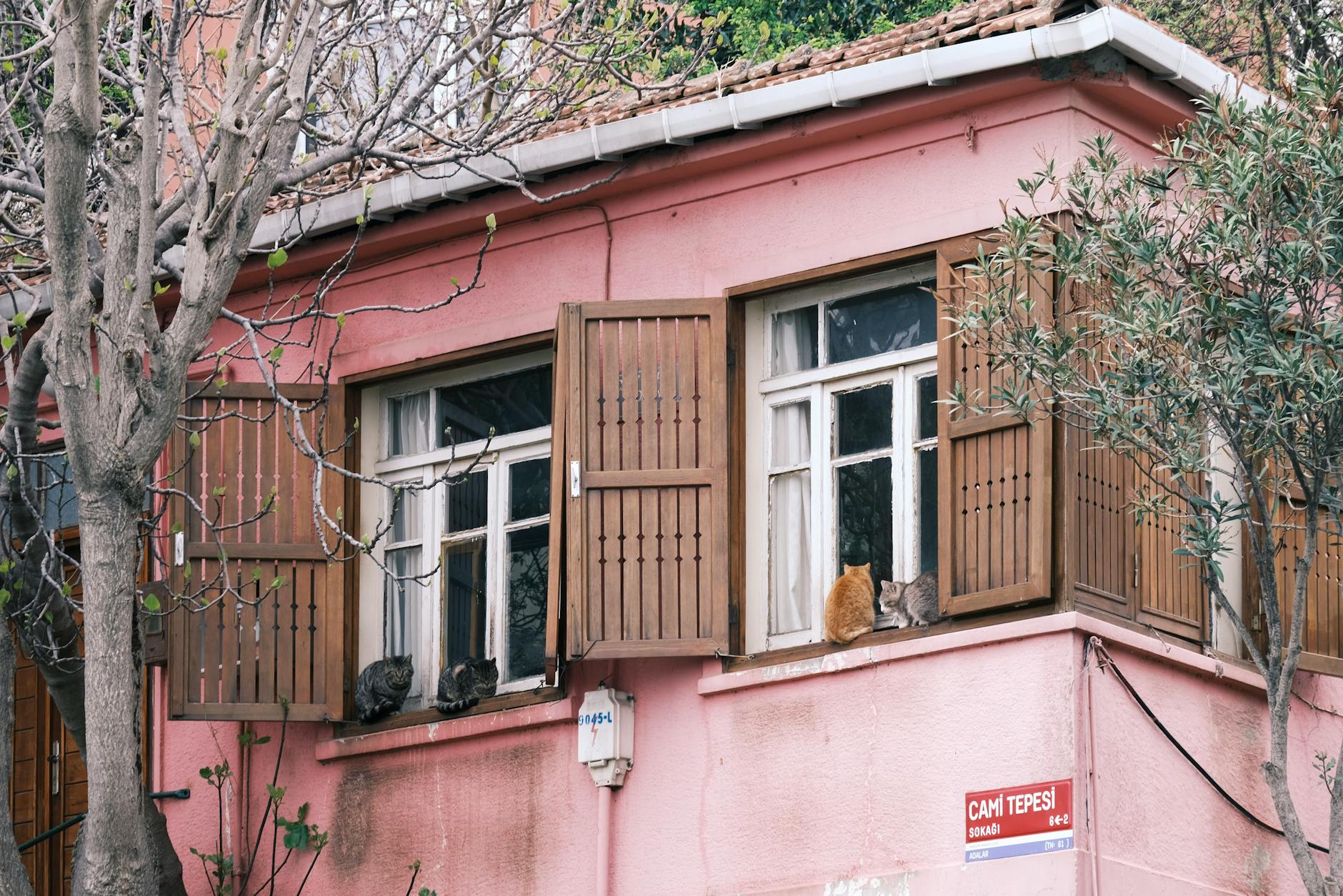 Signs Your Cat Has Eaten Sushi and When to Call a Vet
