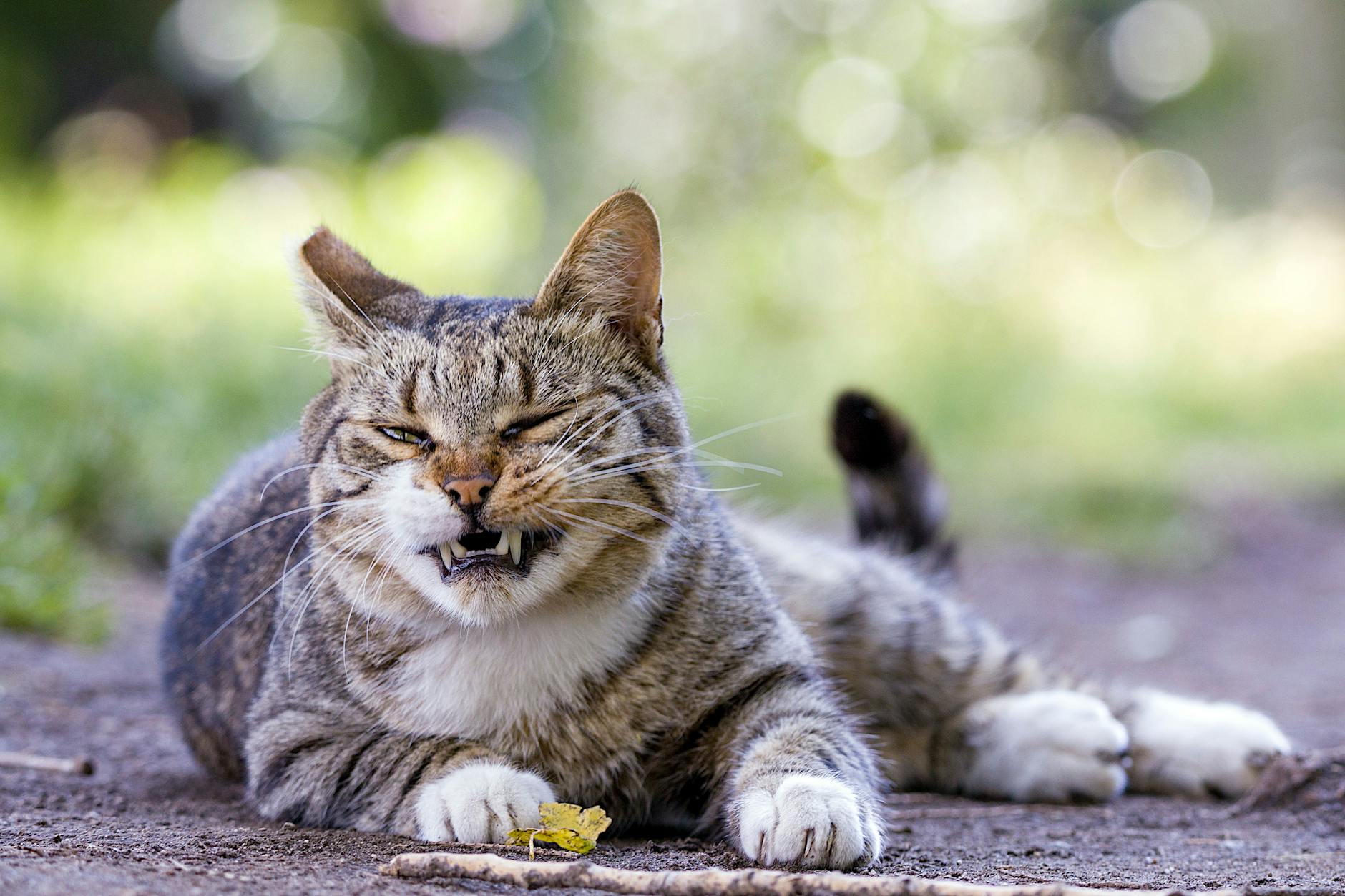 Signs Your Cat May Have Eaten Moldy Food
