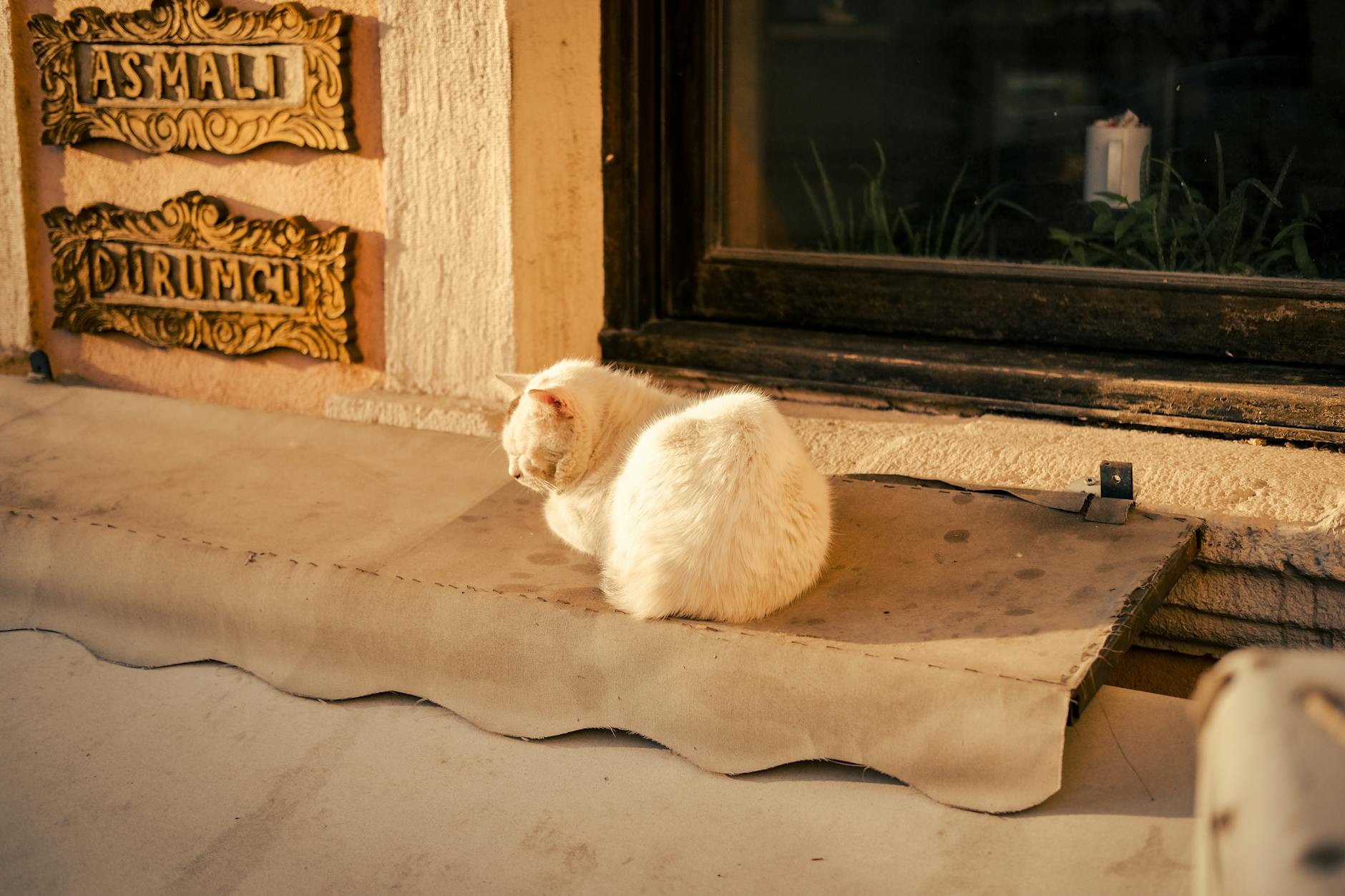 Signs Your Cat May Have Eaten Spoiled Food