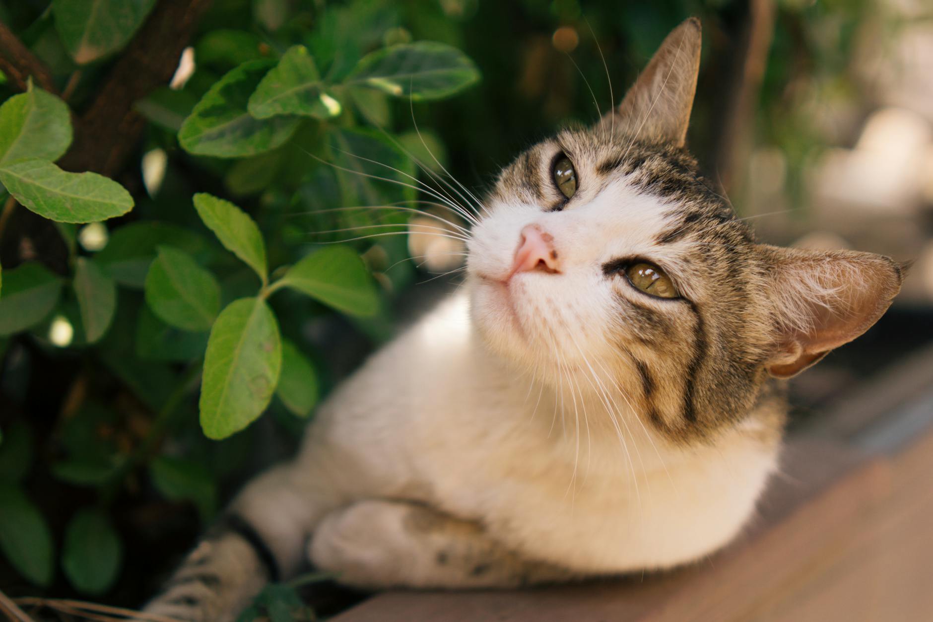 Signs Your Cat May Have Ingested Salsa