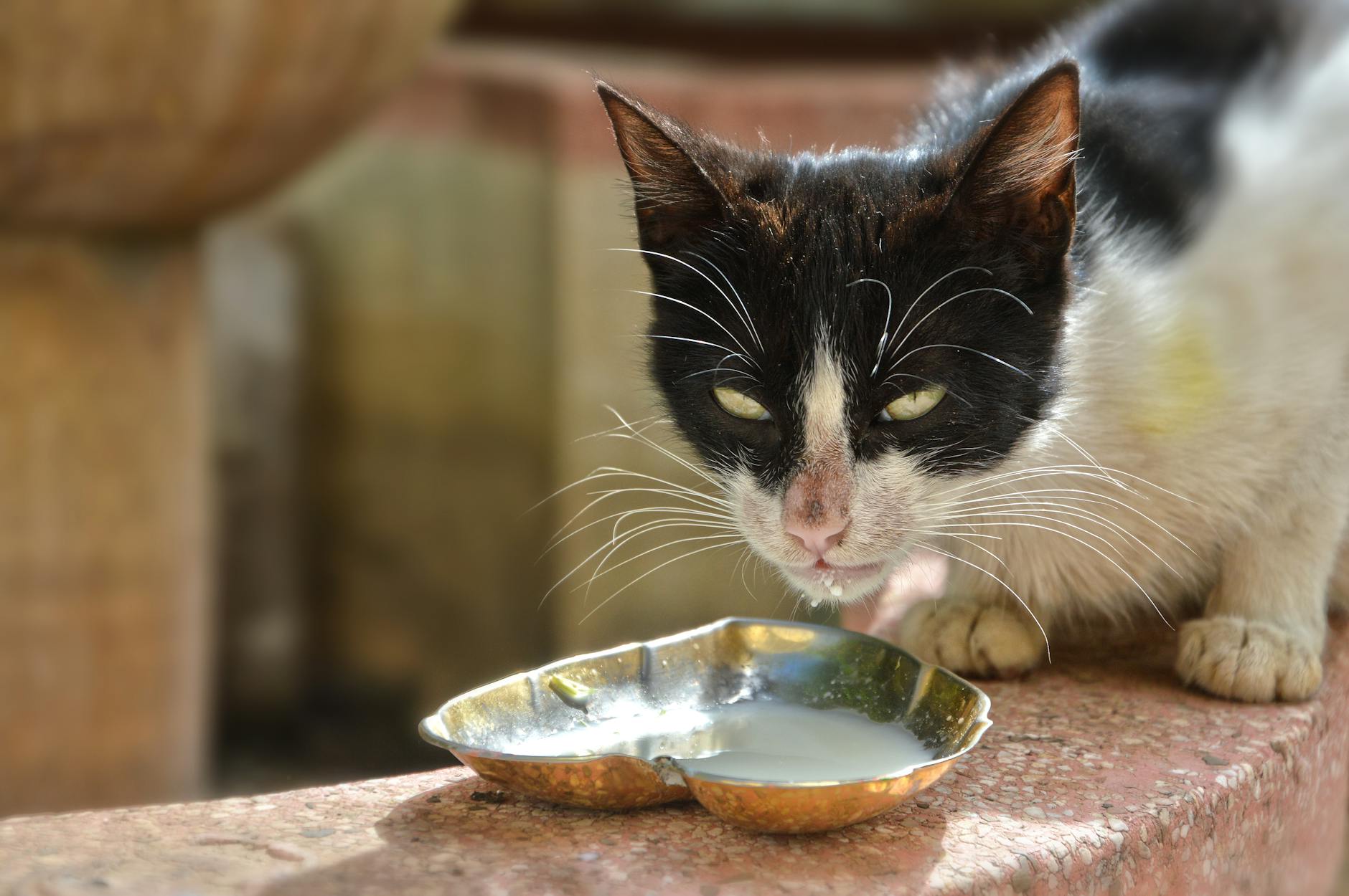Signs Your Cat's Metal Bowl Is Being Damaged and Warning Indicators of Injury