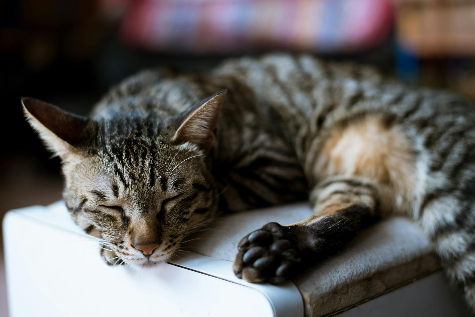 Sleep Disruption and Behavioral Issues