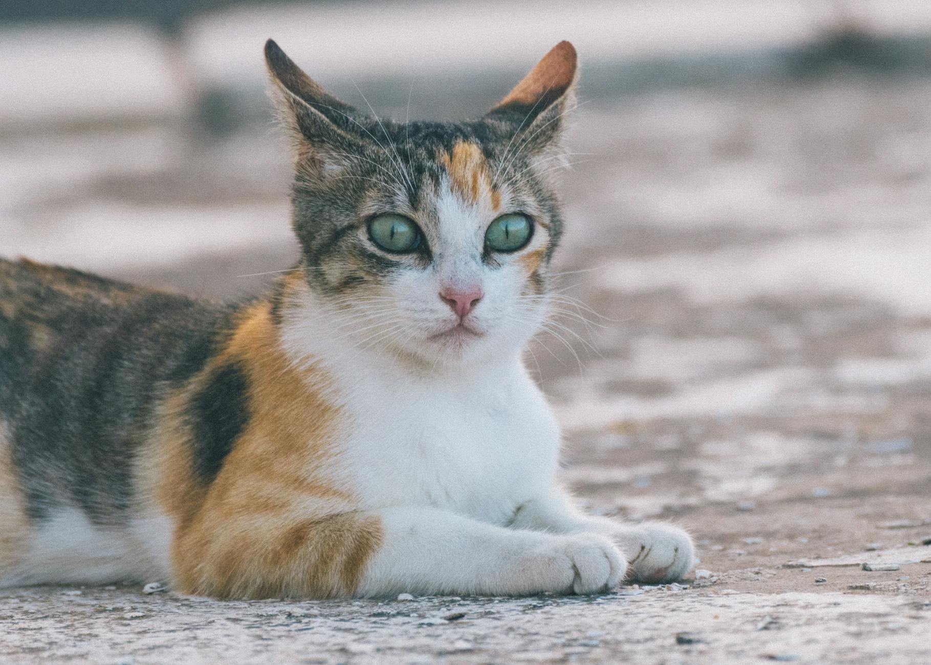 Special Considerations for Cats with Dietary Sensitivities