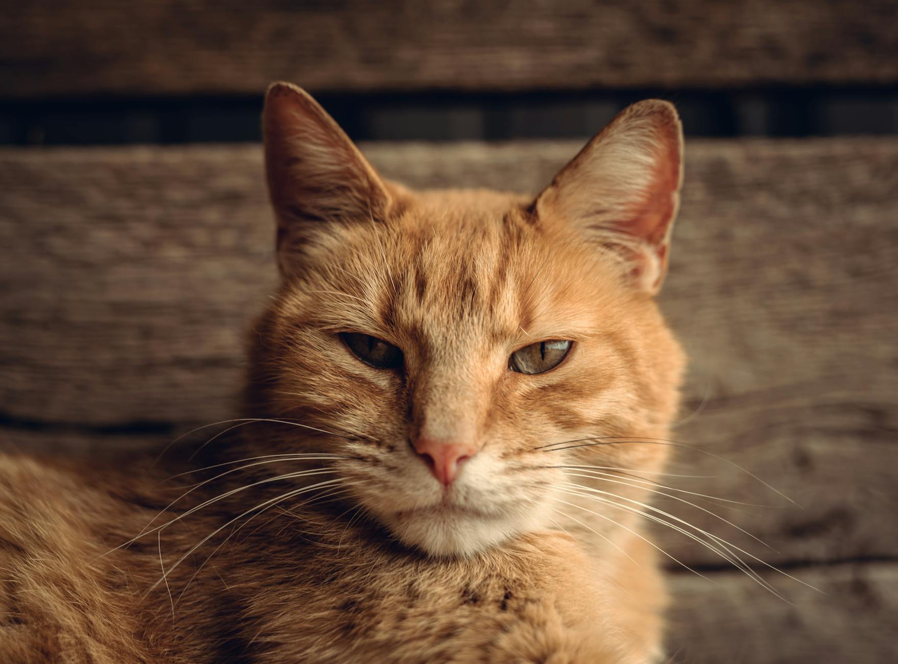 Specific Risks for Vulnerable Cats