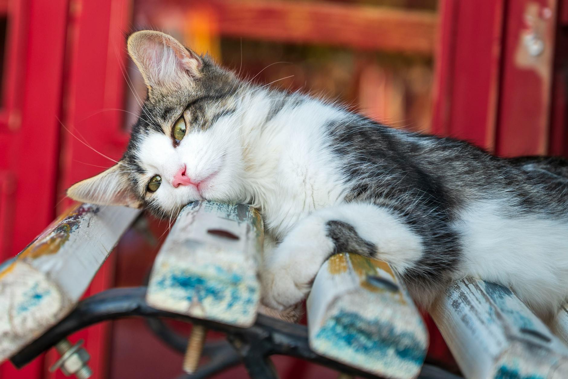 Symptoms of Candy Toxicity in Cats