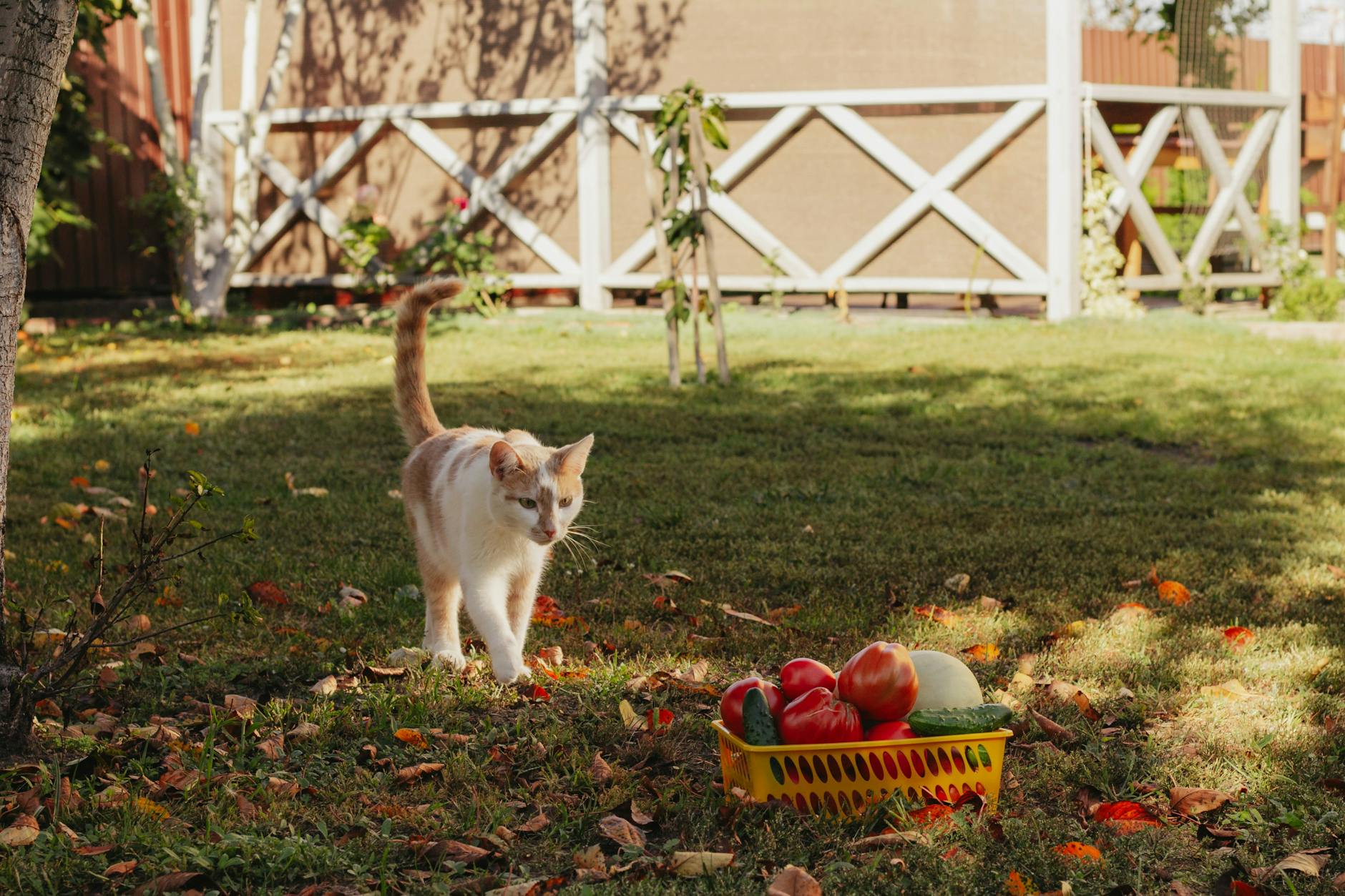 Symptoms of Tomato Poisoning in Cats