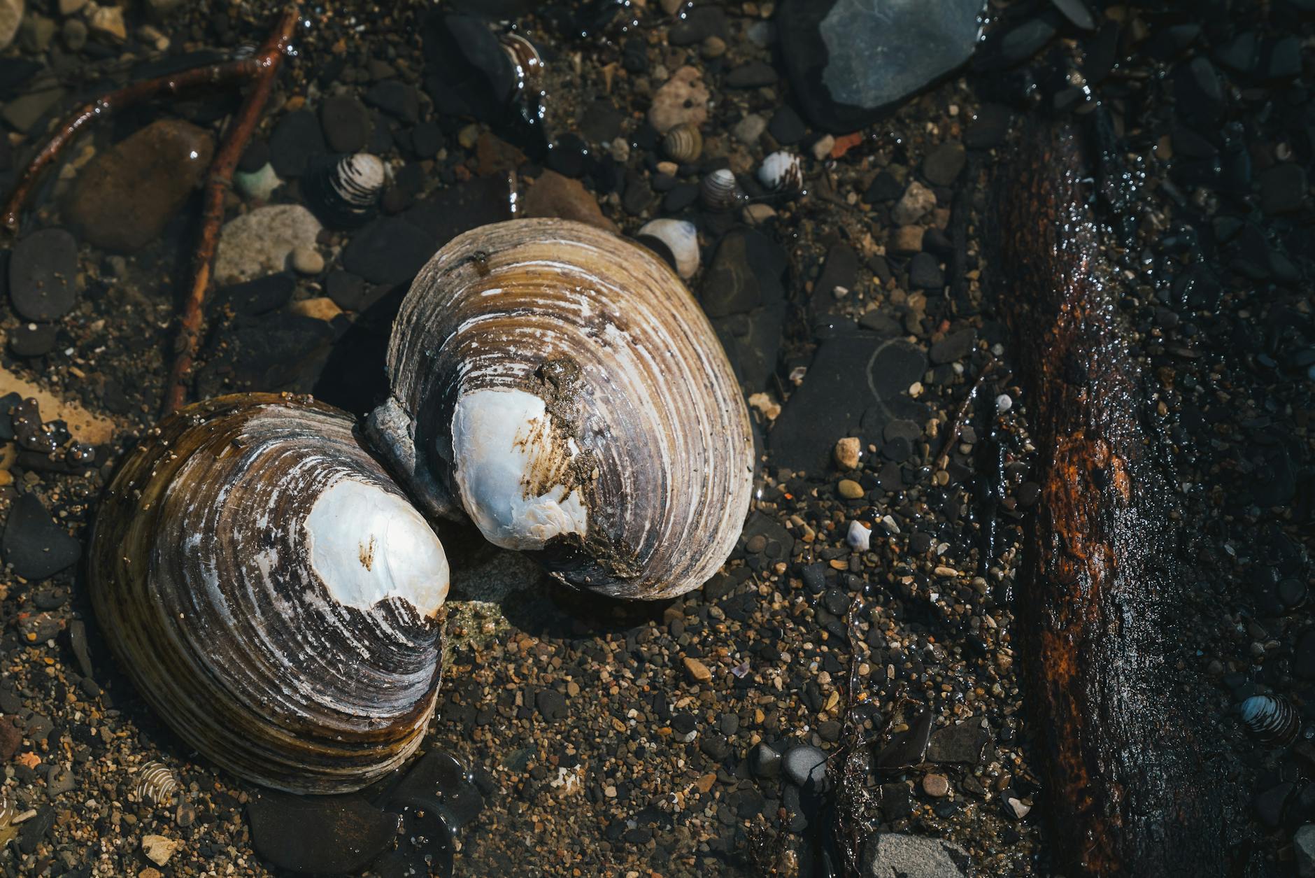The Choking and Shell Hazard