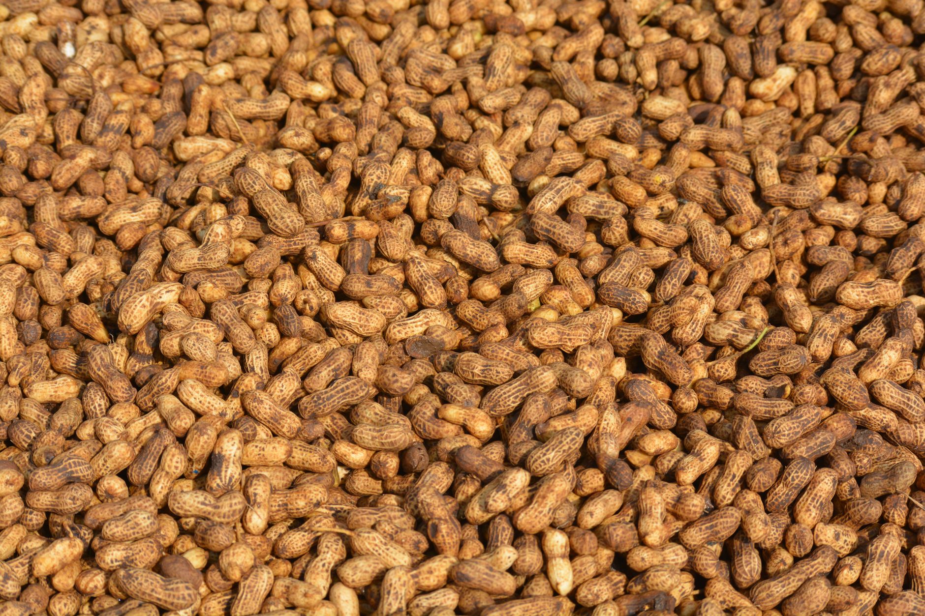 The Xylitol Danger in Many Peanut Butter Products