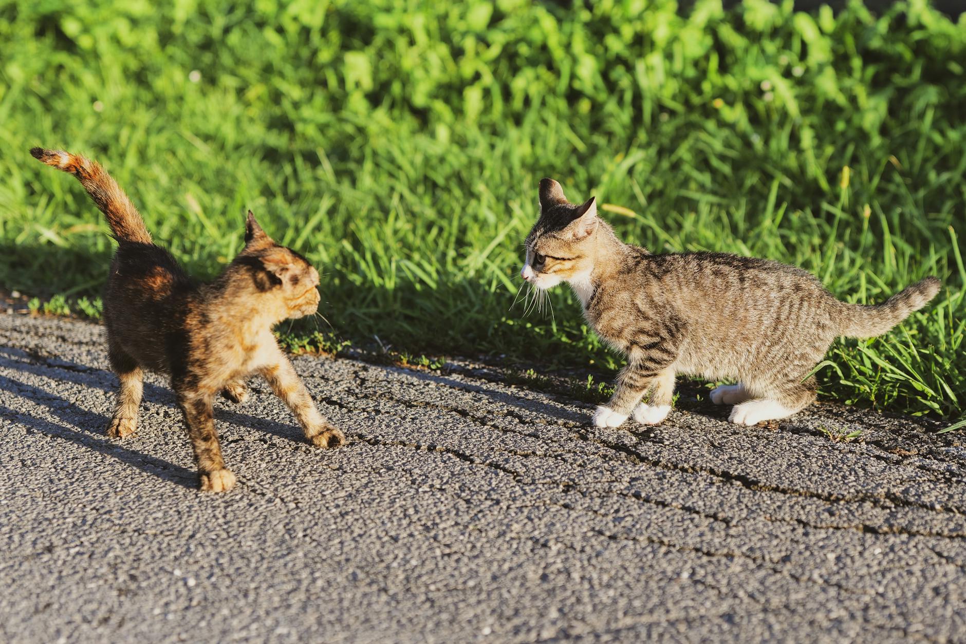 Turkey Versus Other Common Cat Proteins