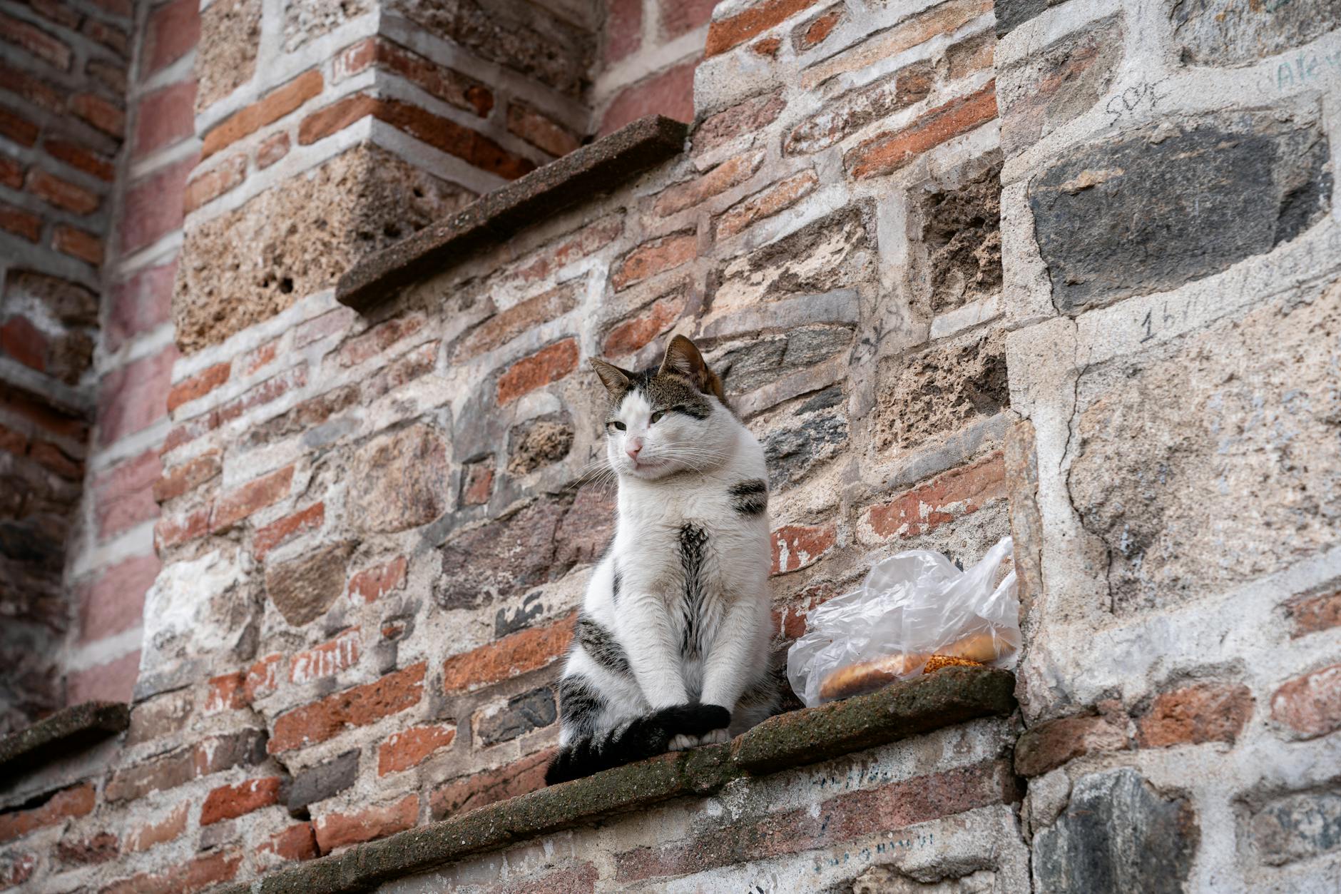 Understanding Bread's Effect on Cat Digestion