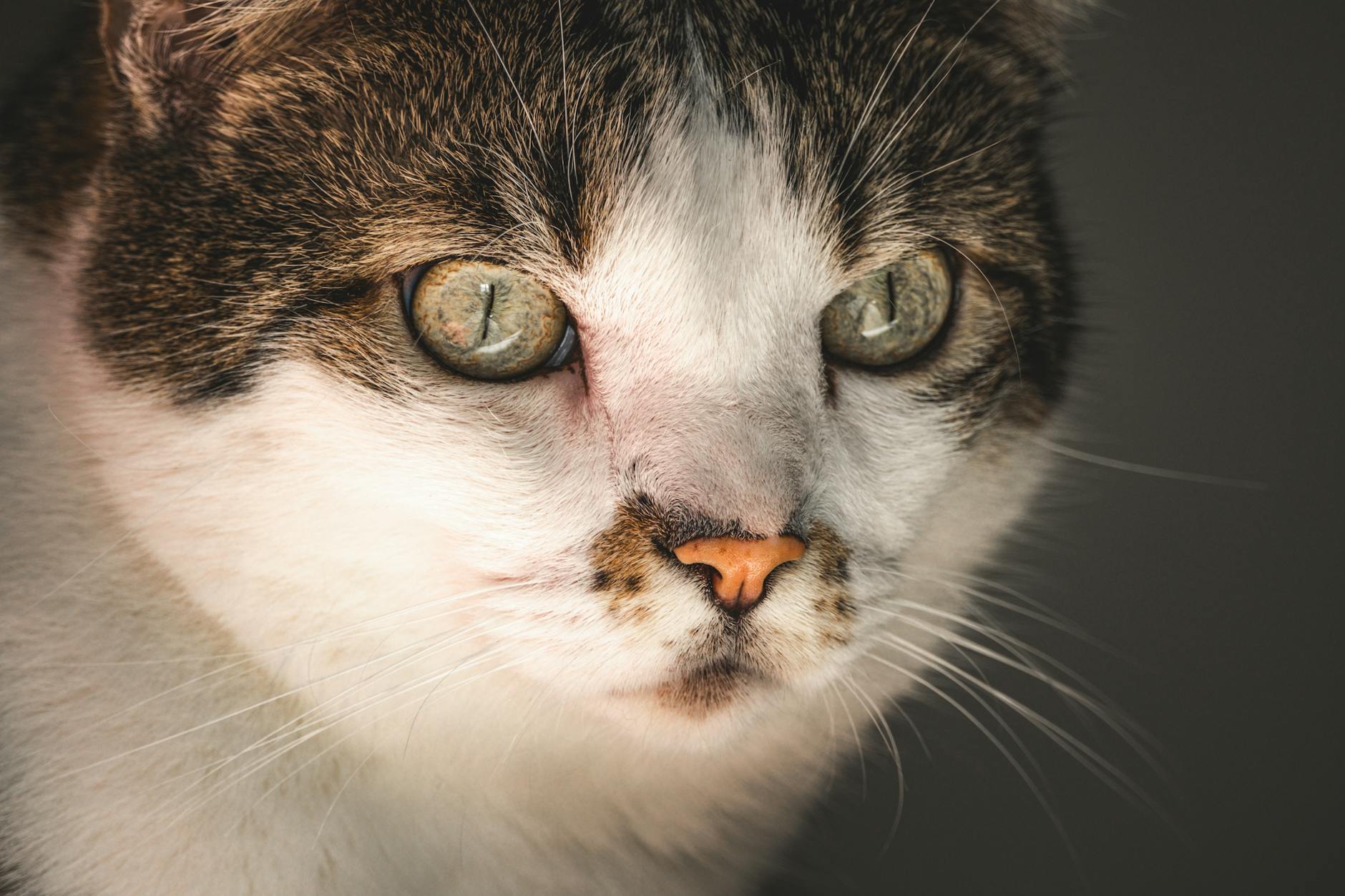 Understanding Why Cats Prefer Bathroom Sinks to Water Bowls