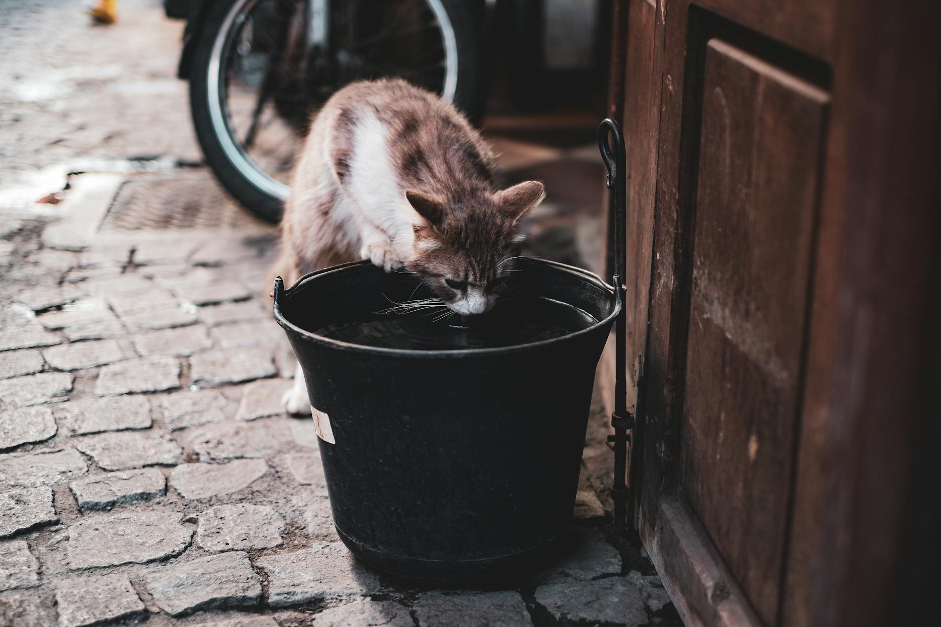 Water Bowls and Secondary Sharing Risks