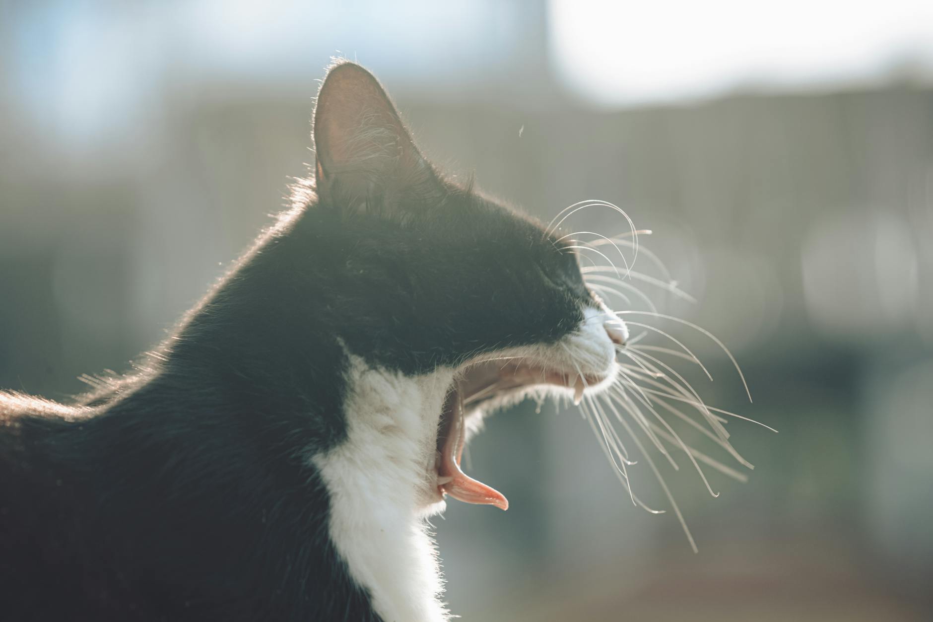 What Actually Happens When Your Cat Swallows Aluminum Foil