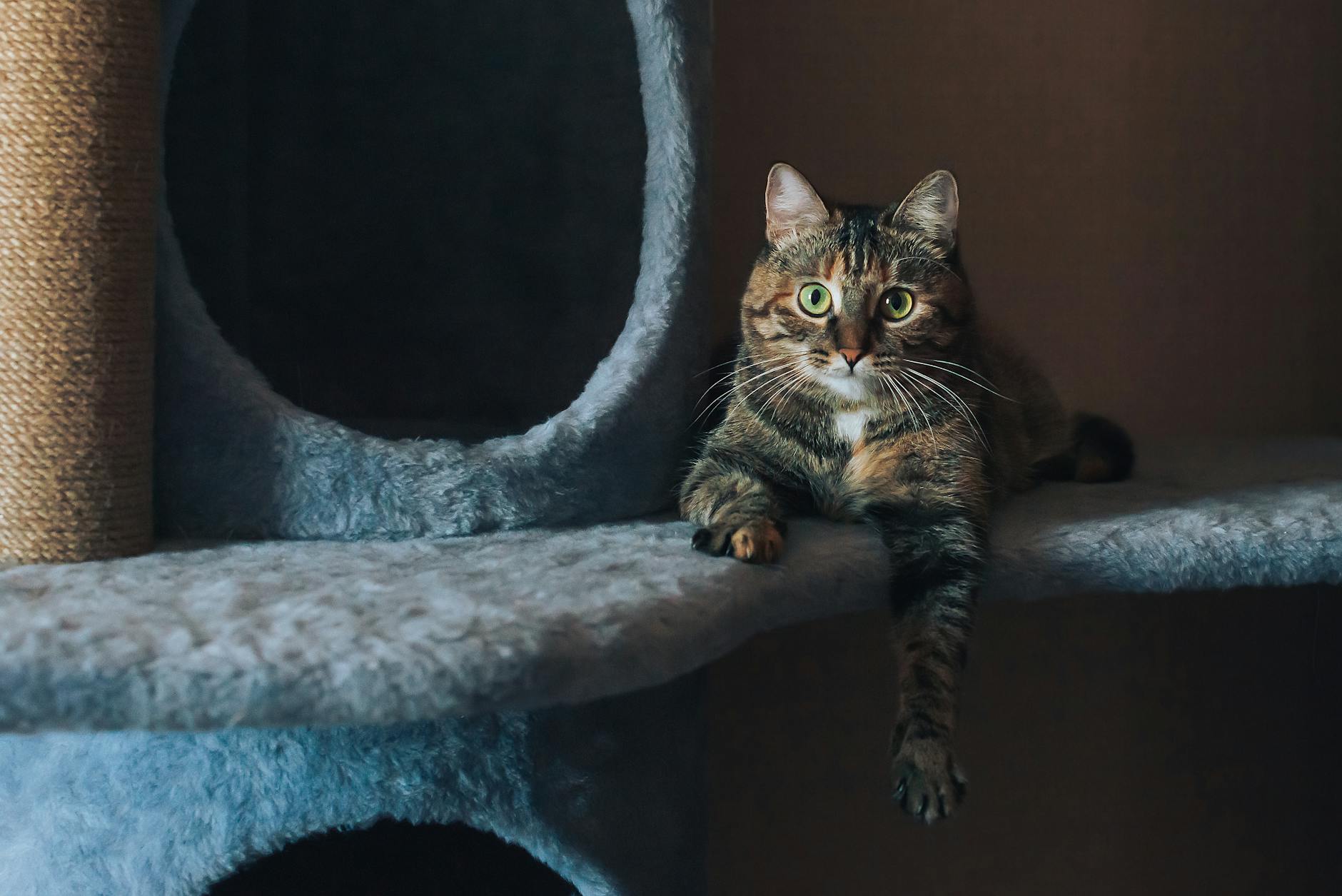 What Are the Signs of Bacterial Infection in Cats, and When Should You Seek Veterinary Care?
