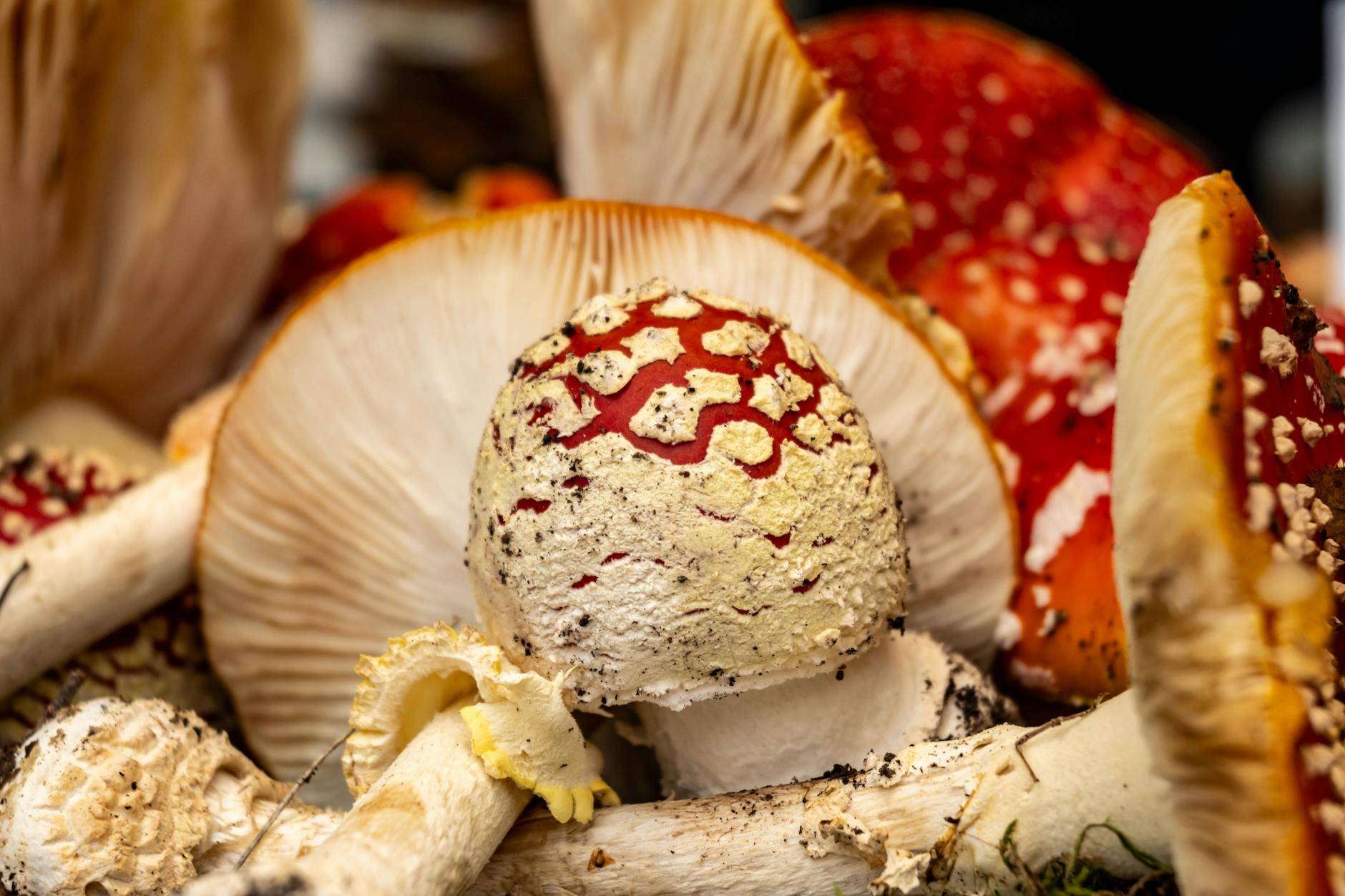 What Are the Signs of Mushroom Poisoning in Cats?