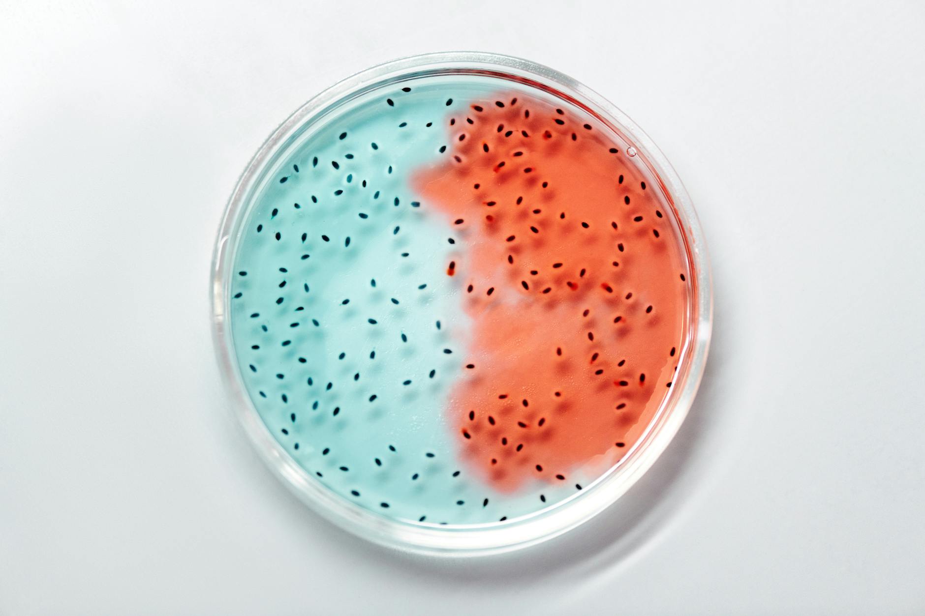 What Bacteria and Parasites Thrive on Outdoor Food