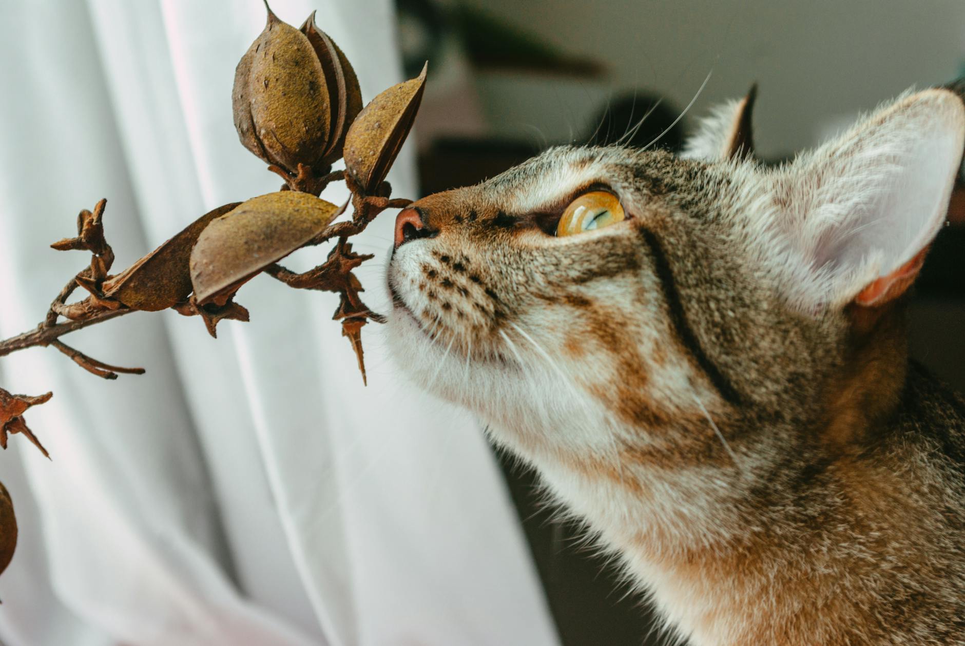 What Foods Are Toxic to Cats, Floor or Not?