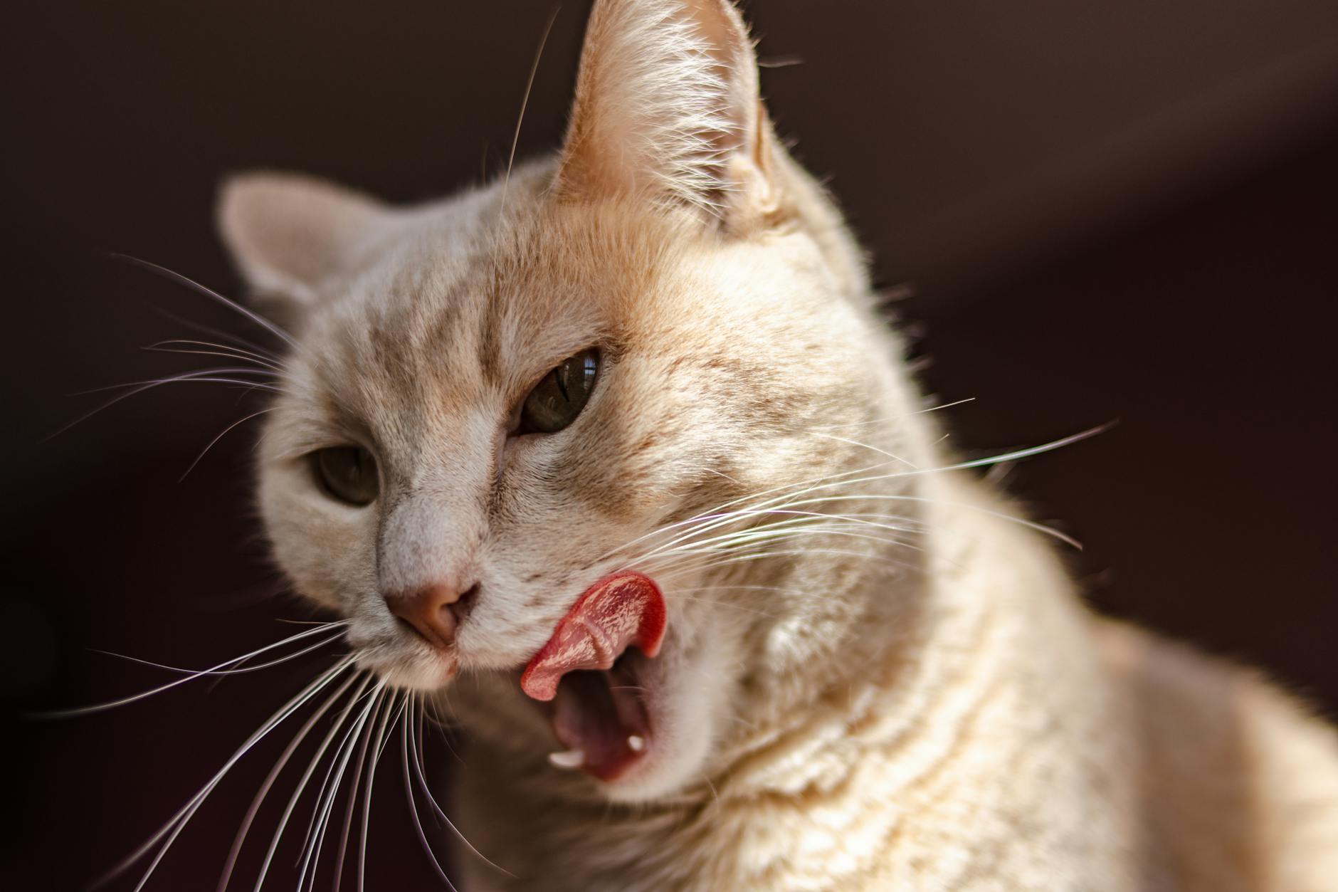 What Happens If a Cat Ingests Raw Chicken Bones?