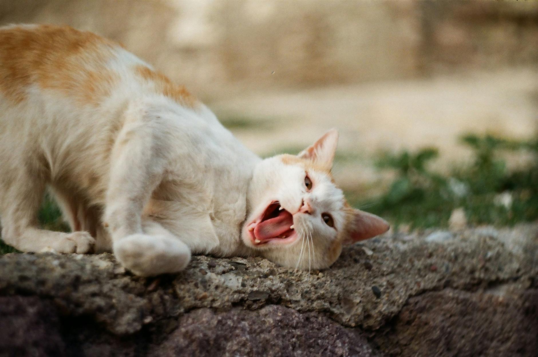 What Happens If Your Cat Drinks From the Tank Regularly?