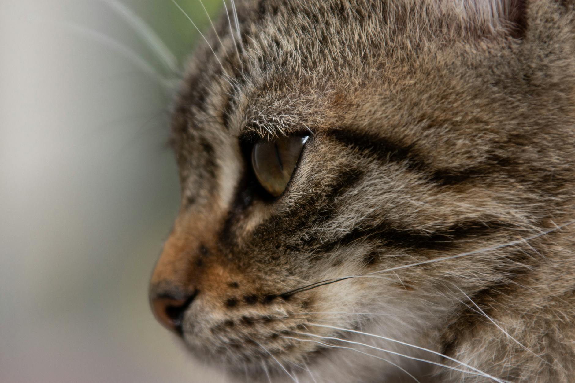 What Happens to Cat Food After Its Expiration Date?