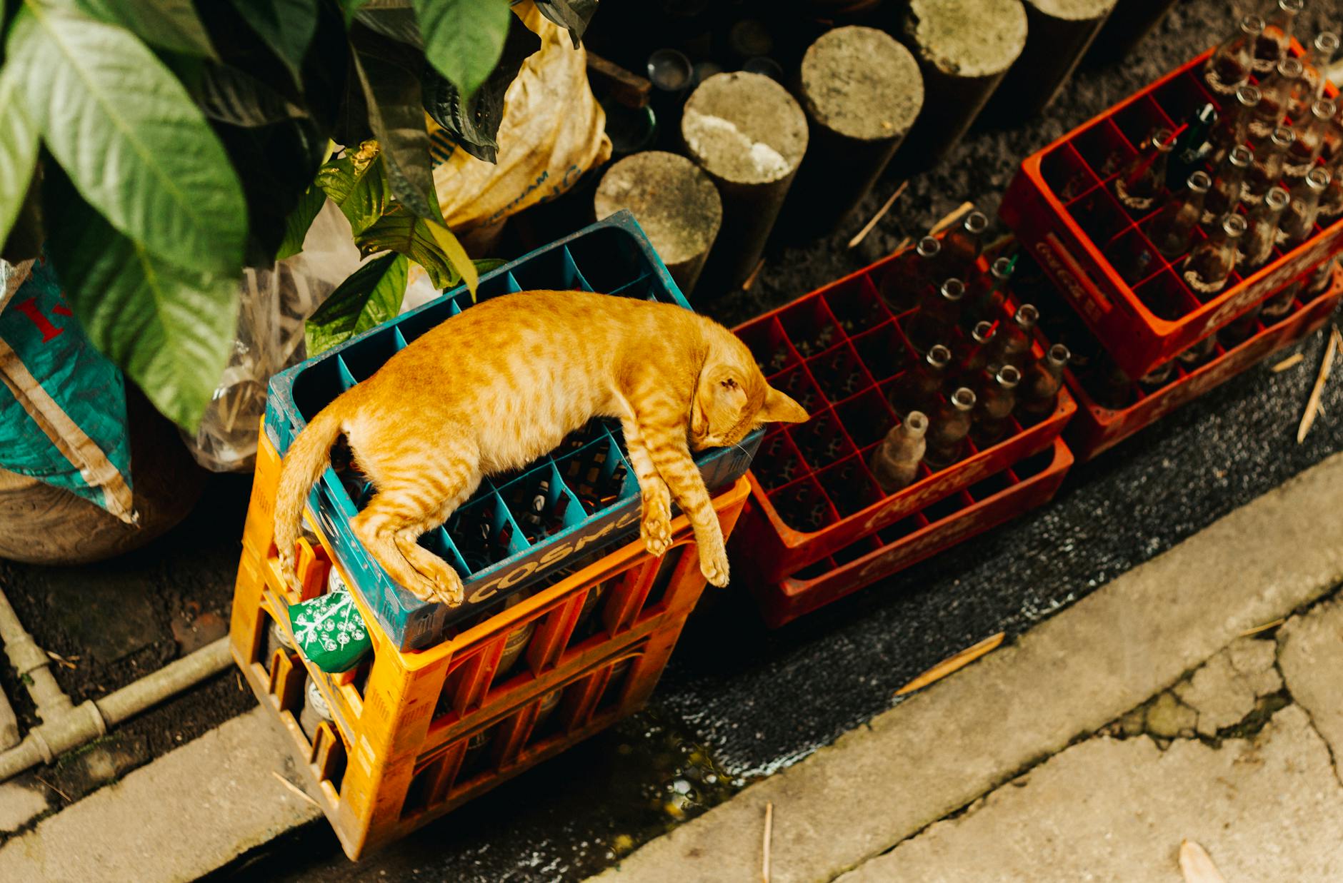 What Happens When Cats Consume Too Much Catnip?