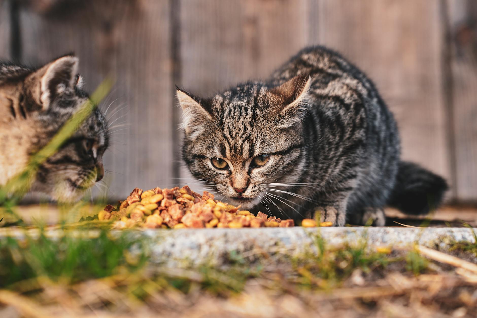 What Happens When Cats Eat Small Amounts of Apple Peel