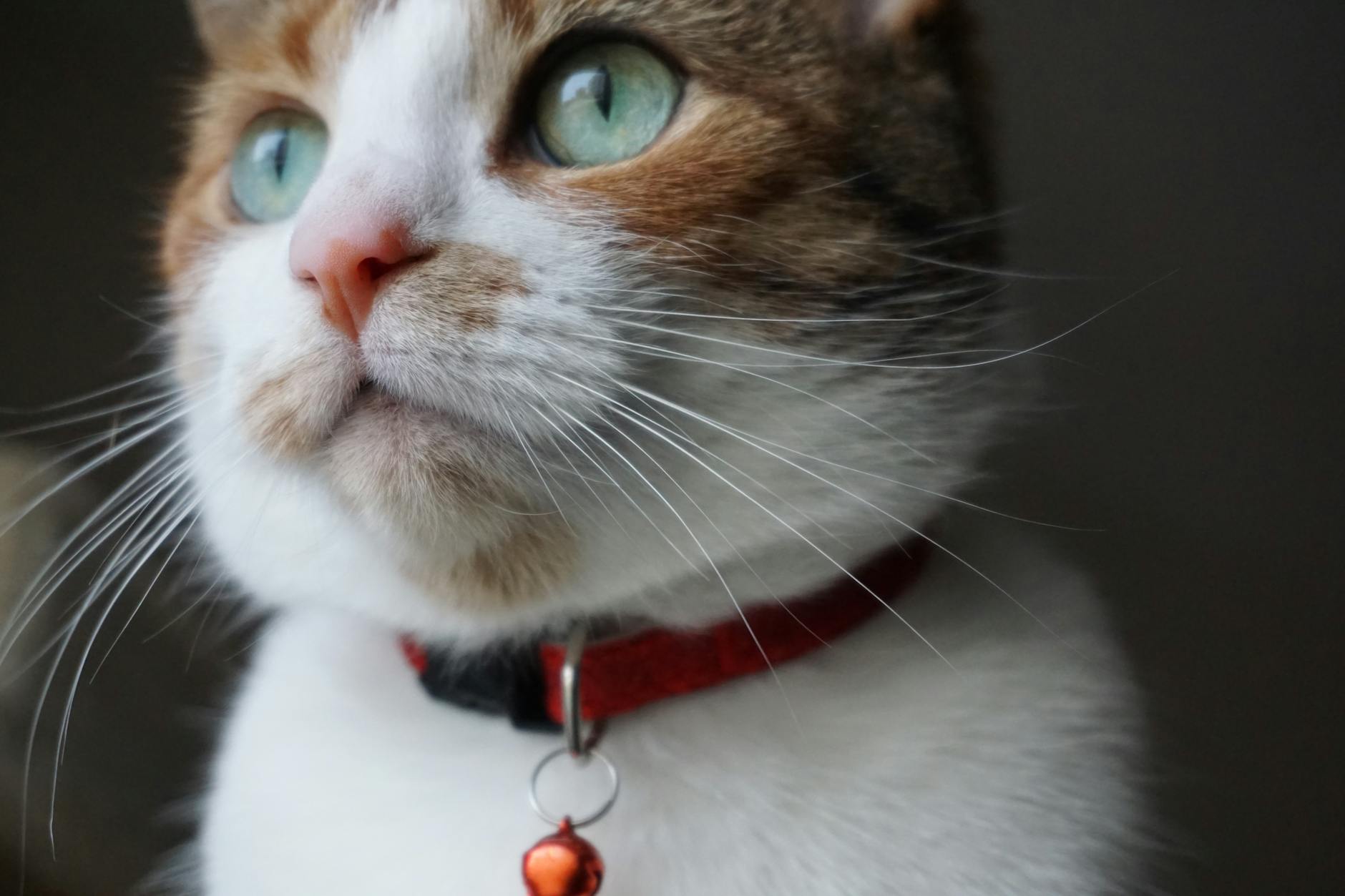 What Happens When Cats Encounter Ants on Food?