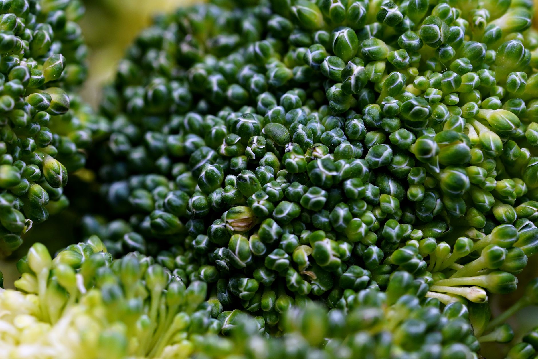 What Makes Broccoli Safe for Cats?