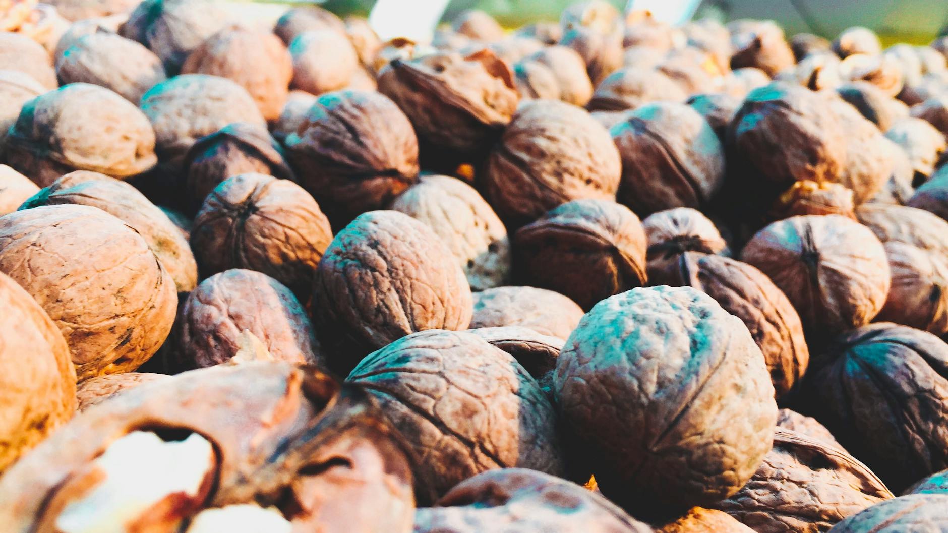 WHAT MAKES WALNUTS TOXIC TO CATS