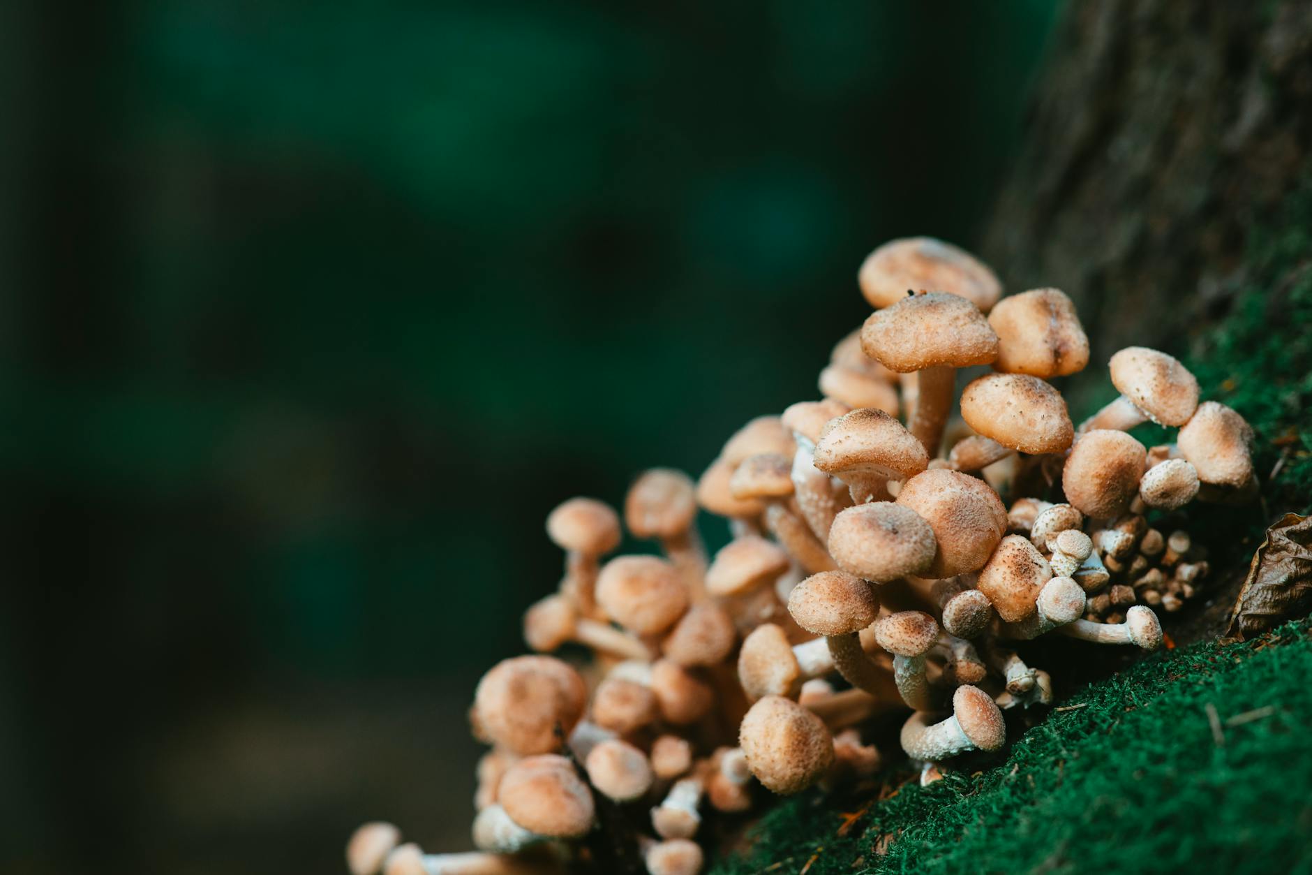 What Mushroom Species Are Most Dangerous for Cats?