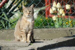 What to do if my cat ate a tulip? - Featured image