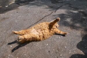 What to do if my cat fell off the second floor inside balcony - Featured image