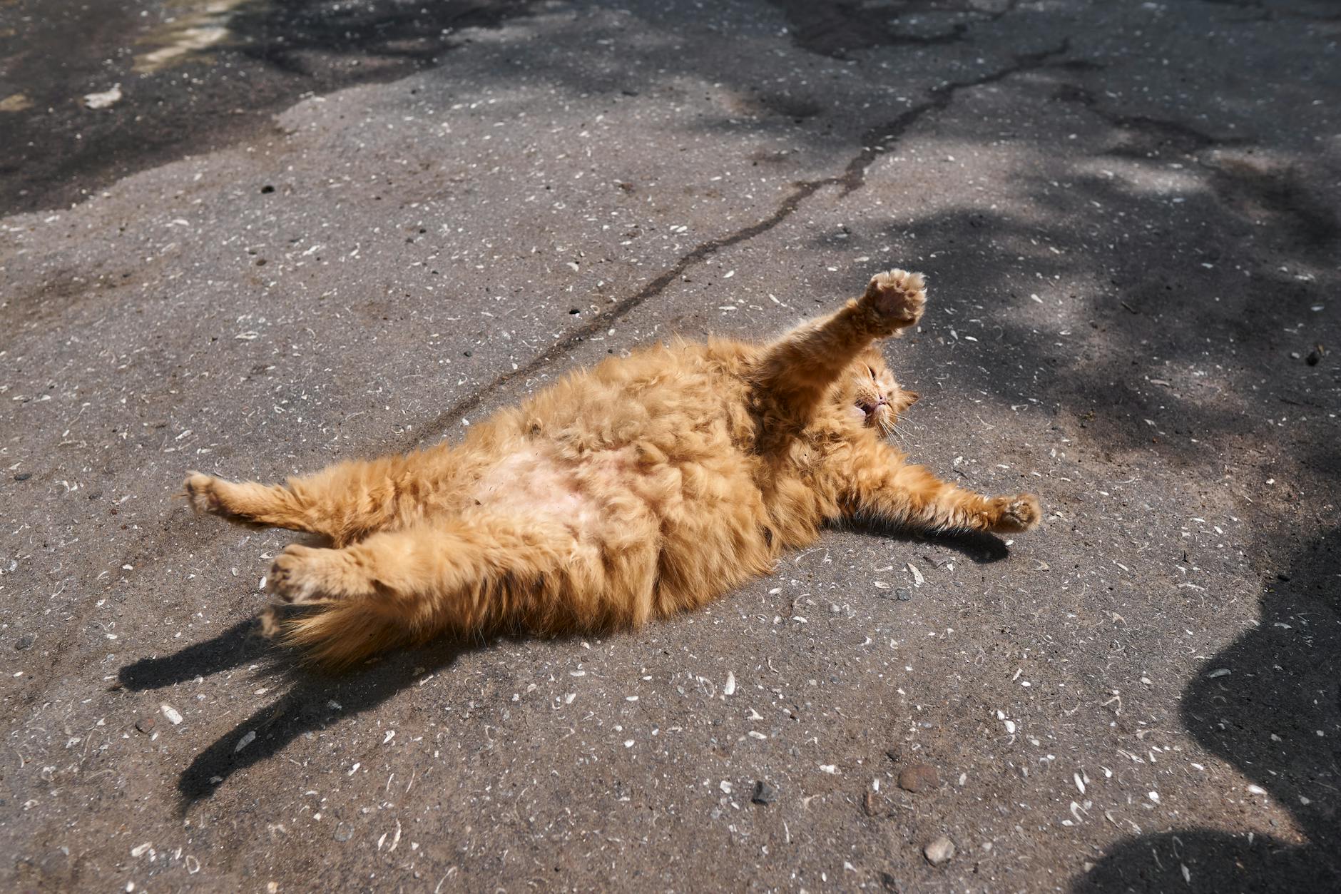 What to do if my cat fell off the second floor inside balcony - Featured image