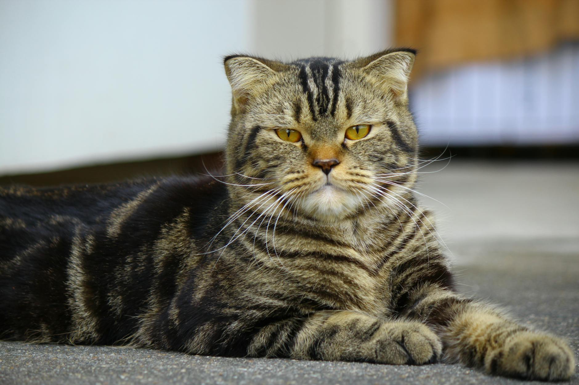 What to Do If Your Cat Has Already Licked Salsa