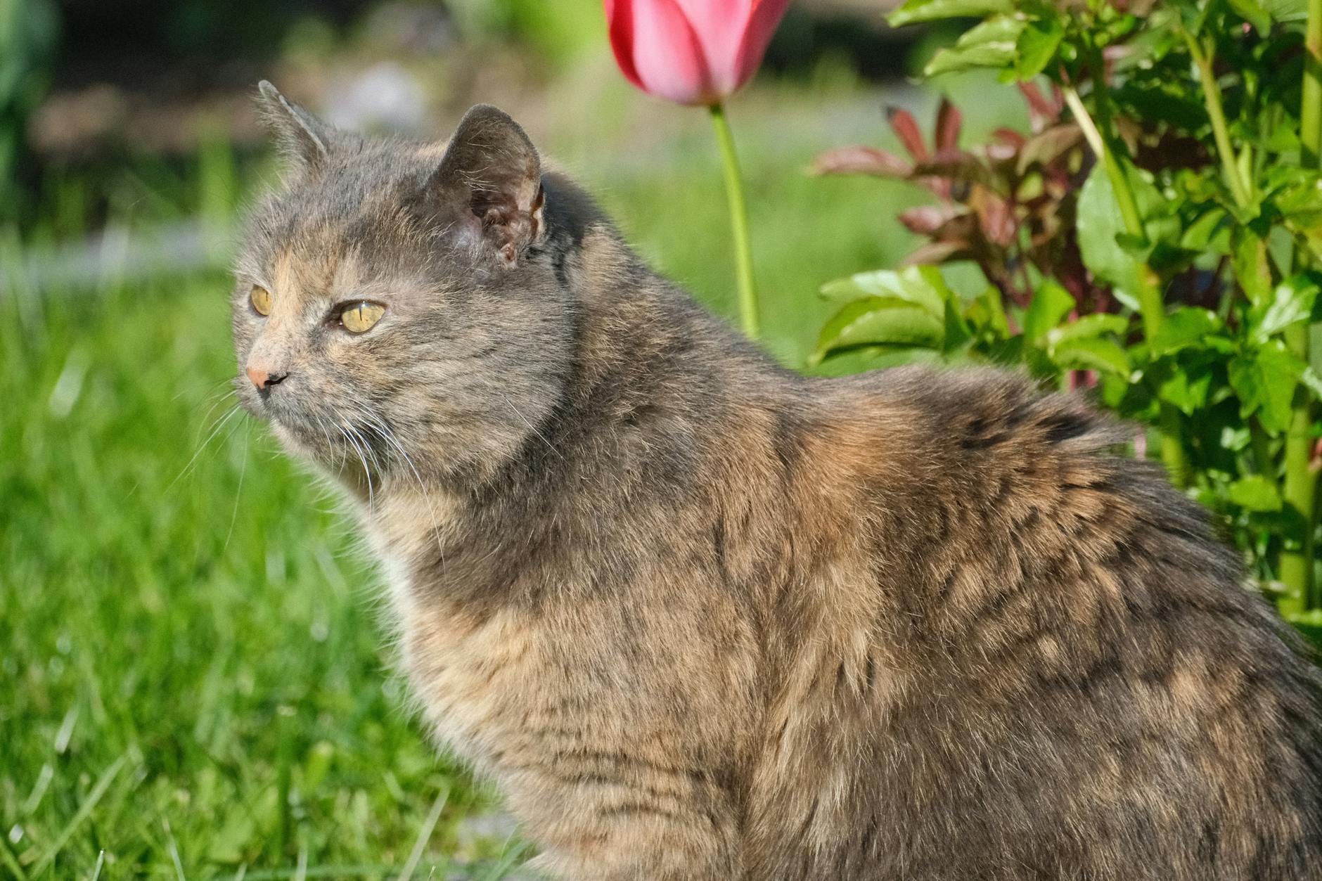 What to Do Immediately After Your Cat Eats a Tulip