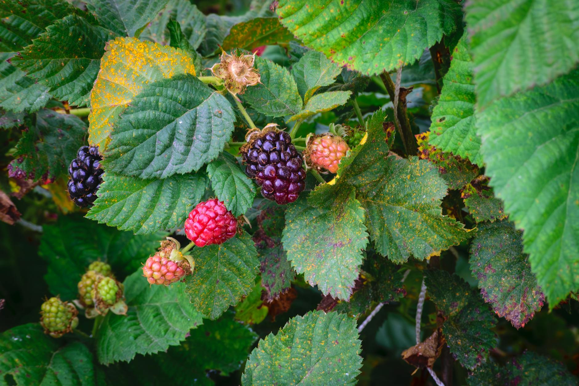 When Blackberries Could Actually Be Problematic