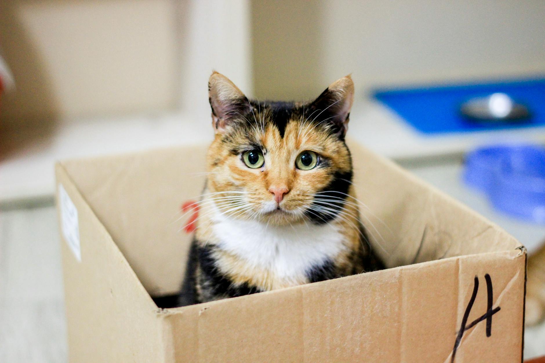 When Cardboard Chewing Signals a Health Problem