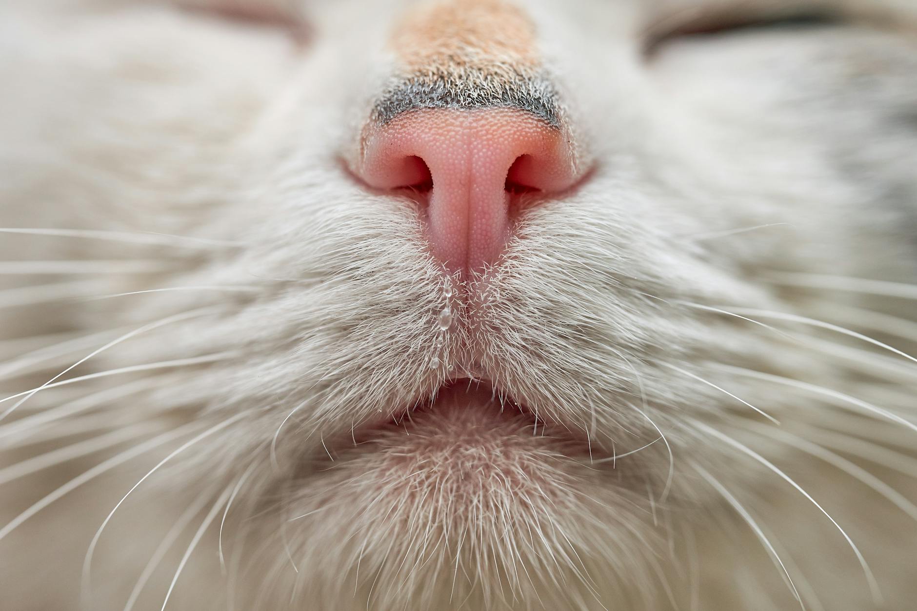 When Is Cat Saliva Actually Beneficial for Wound Healing?