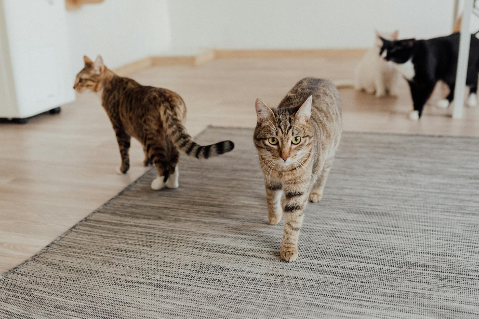WHEN RICE MIGHT BE BENEFICIAL FOR CATS