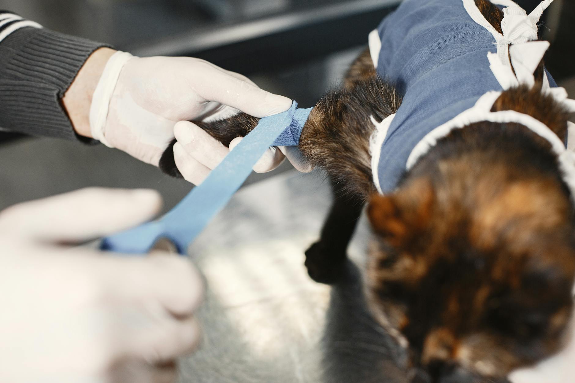 When Should You Contact Your Veterinarian?