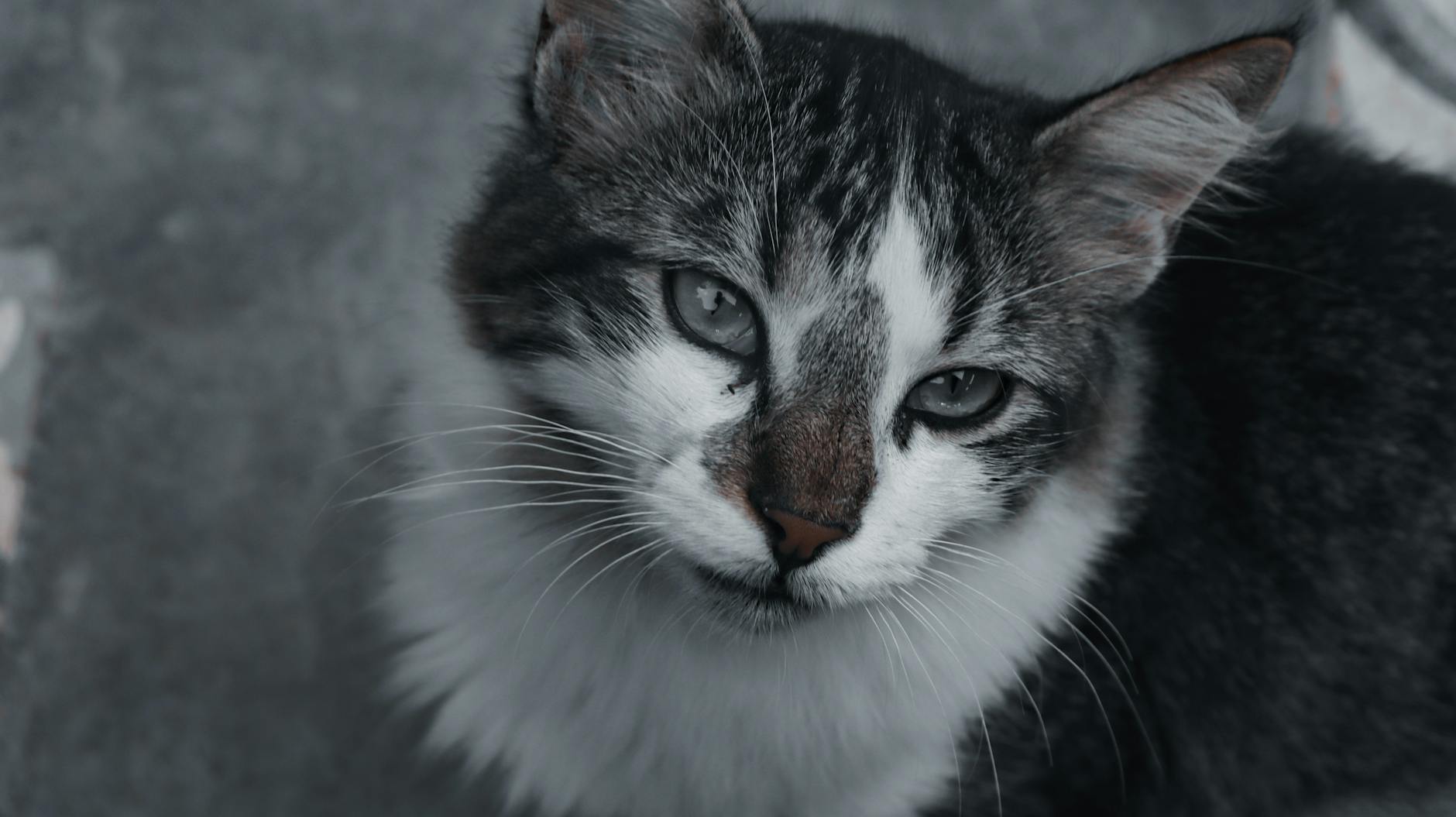 When to Contact Litter-Robot Customer Support
