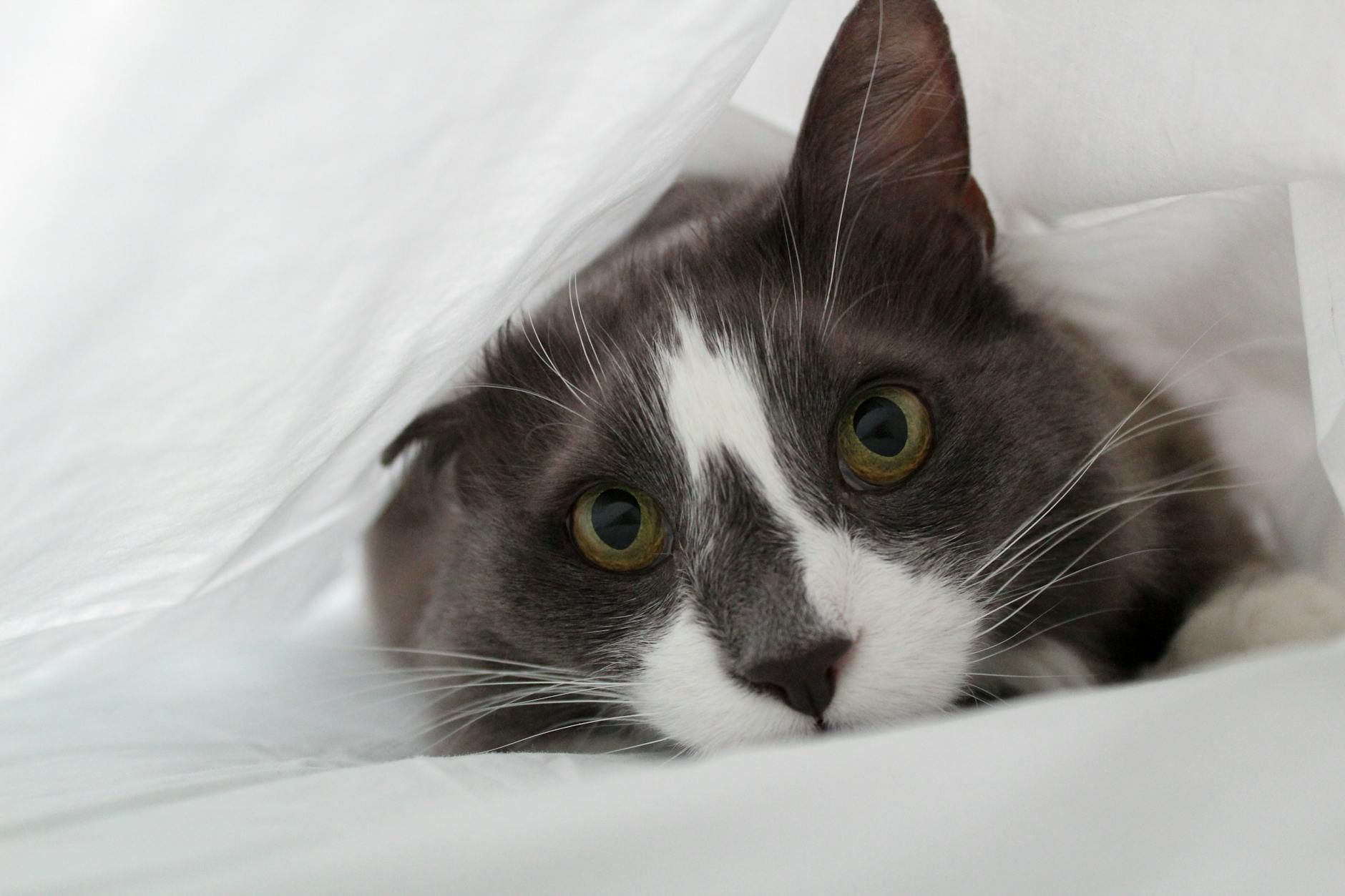 When to Seek Veterinary Care and Symptoms Requiring Immediate Attention
