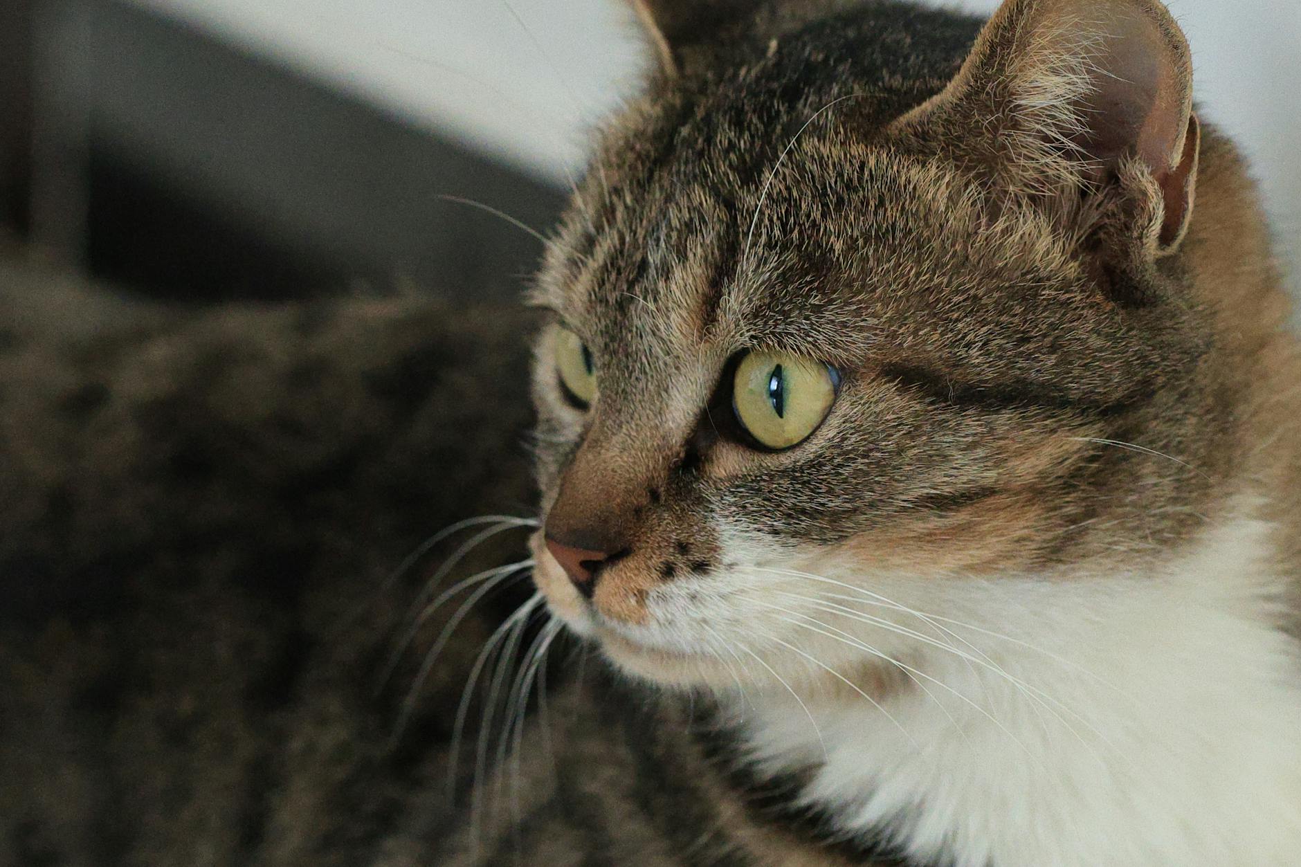 Which Cats Should Absolutely Avoid Olive Oil