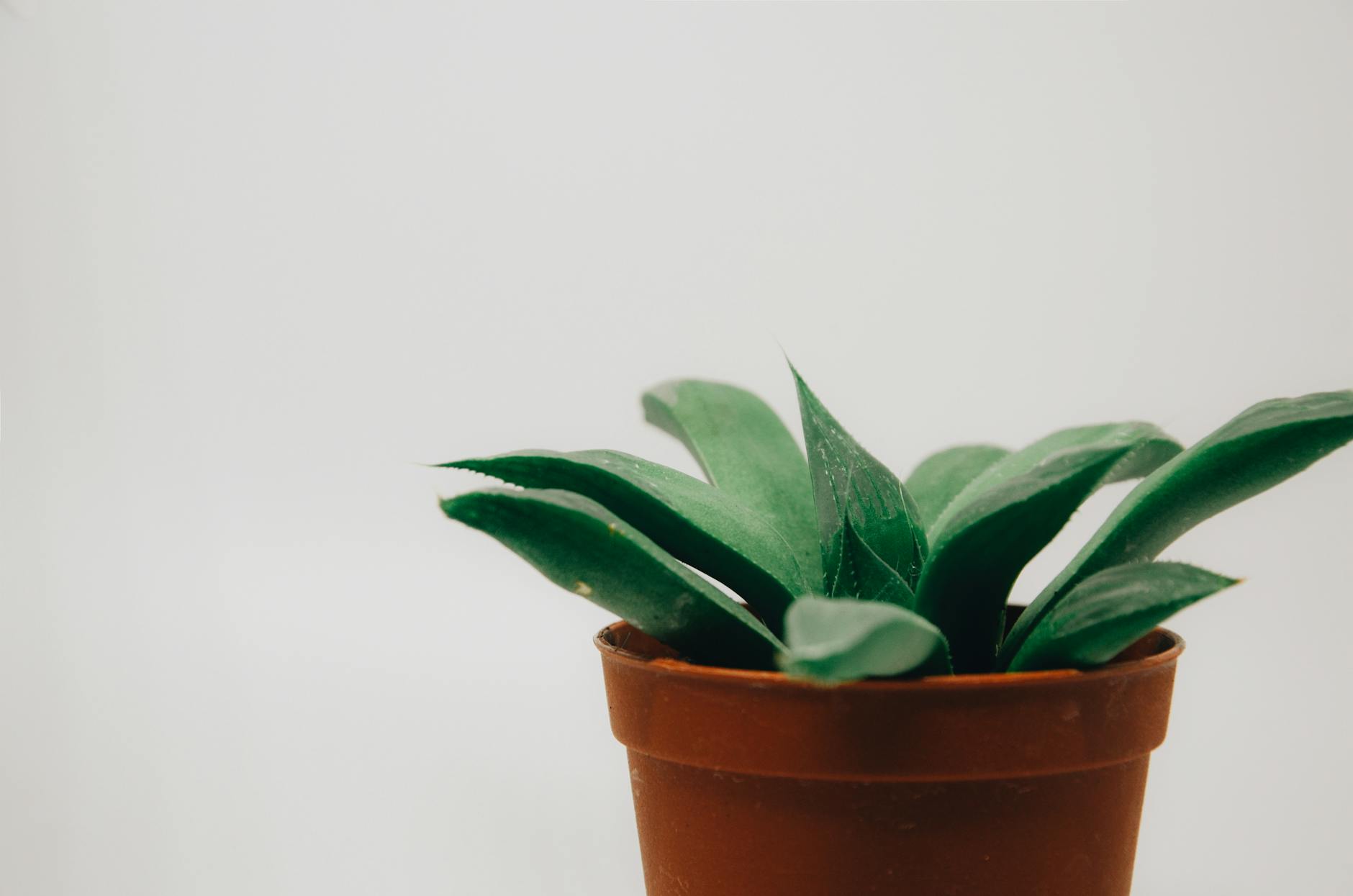 Which Common Houseplants Are Toxic to Cats?