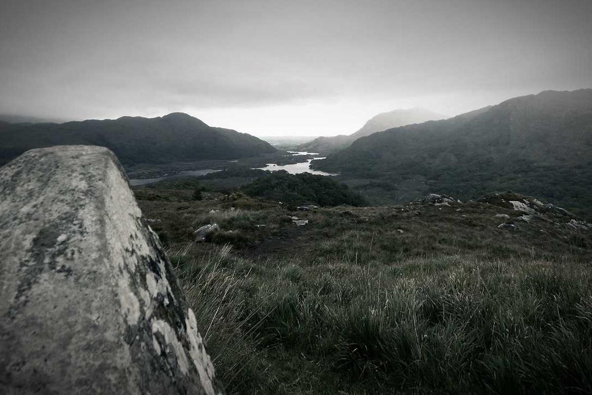 Which Fruit Juices Are Most Dangerous for Cats?