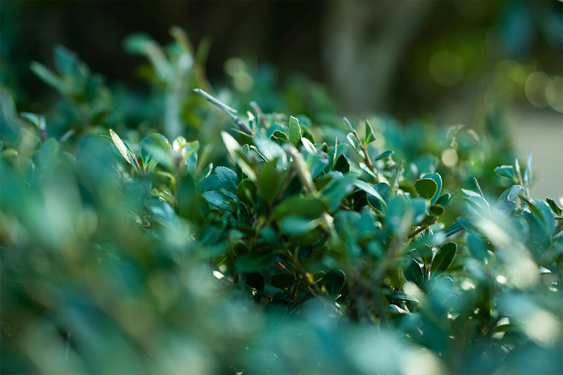 WHICH PLANTS ARE ACTUALLY TOXIC TO CATS WHEN LICKED?