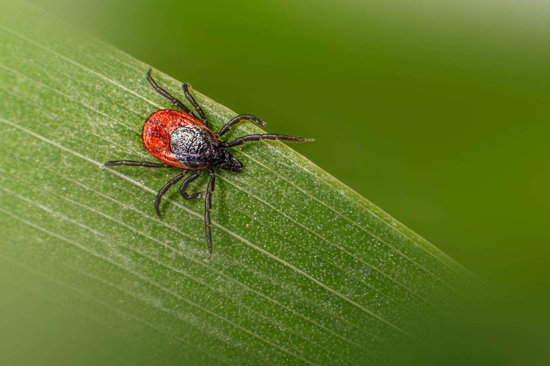 Which Specific Parasites and Bacteria Pose a Threat?
