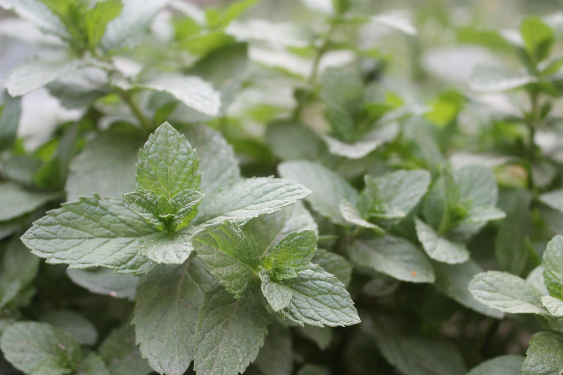 Which Types of Mint Are Safe for Cats to Eat?