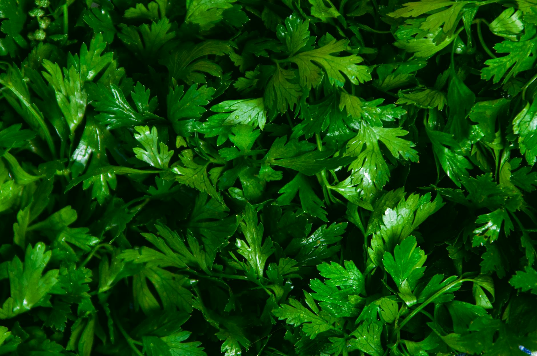 WHICH TYPES OF PARSLEY ARE SAFE FOR CATS?